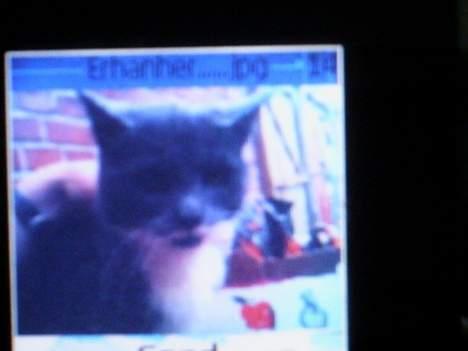 Blanding af racer Mivemand (VÆK) - Migh..! I MIT skur..:) (taget me mobil) billede 4