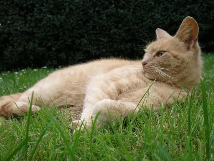 Blanding af racer Pyrus billede 1