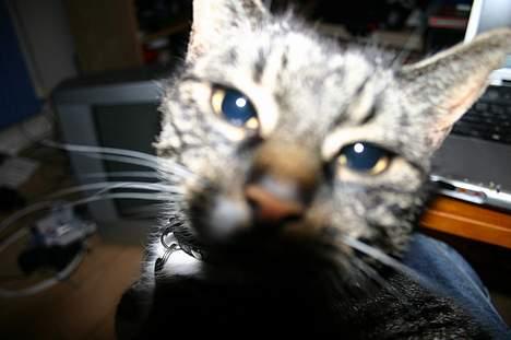 Blanding af racer Bettemis - Hey, hvad er det? billede 1