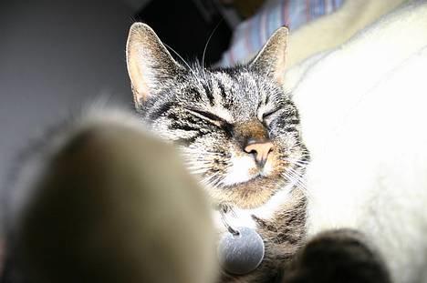 Blanding af racer Bettemis - Jeg "jogger" på linsen :D billede 2