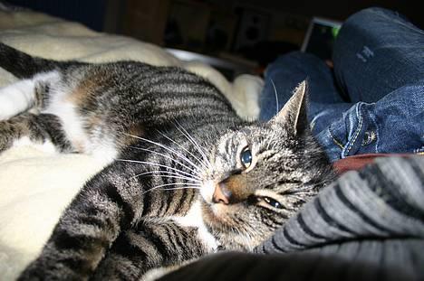 Blanding af racer Bettemis - Det da det mennesker skal bruges til :D billede 3