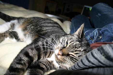 Blanding af racer Bettemis - Her ligger jeg godt :D billede 4