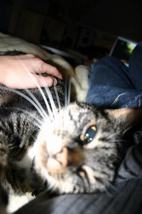 Blanding af racer Bettemis - Se mig, se mig ;) billede 5