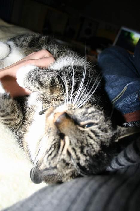 Blanding af racer Bettemis - Uhff det godt ;) billede 6