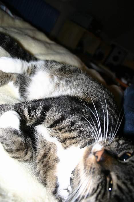 Blanding af racer Bettemis - Uhmn :D billede 7