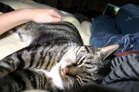 Blanding af racer Bettemis - Uhff det godt ;) billede 8