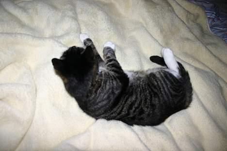 Blanding af racer Bettemis - Hov, hvad var det, derhenne? billede 9