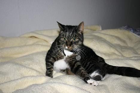 Blanding af racer Bettemis - Hey whats up`? billede 10