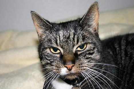 Blanding af racer Bettemis - skal du blinde mig hele dagen, med den blitz?! billede 11