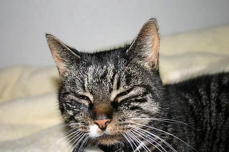 Blanding af racer Bettemis - Hm. Så kan jeg da bare sove :D billede 12