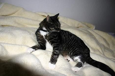 Blanding af racer Bettemis - Slikke slikke billede 13