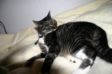 Blanding af racer Bettemis - Slikke slikke slikke billede 14