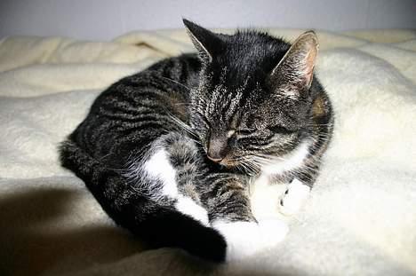 Blanding af racer Bettemis -  ...  billede 15