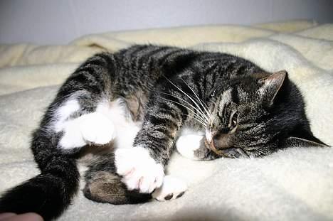 Blanding af racer Bettemis - Hvis du skifter mellem der her billede og det næste, kan du se mig jogge :D billede 16