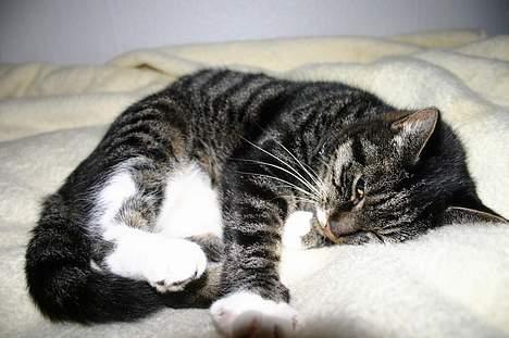 Blanding af racer Bettemis - Hvis du skifter mellem der her billede og det forrige, kan du se mig jogge :D billede 17