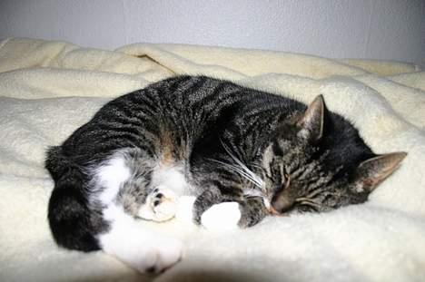 Blanding af racer Bettemis - Er jeg ikke sød når jeg putter? billede 18