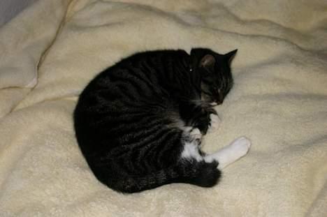 Blanding af racer Bettemis -  ..zZzzZZz billede 19