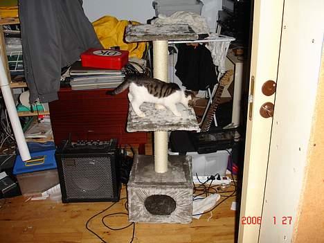 Blanding af racer skævben - det her er da ikke højt... billede 2