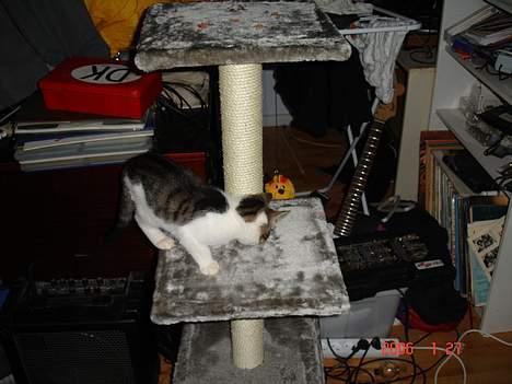 Blanding af racer skævben - hvor er maden ?? billede 3