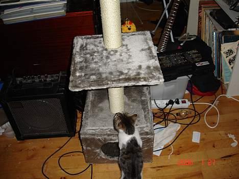 Blanding af racer skævben - hvad er det ? billede 4