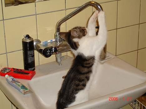 Blanding af racer skævben - hvorfor virker den ikke ? billede 5