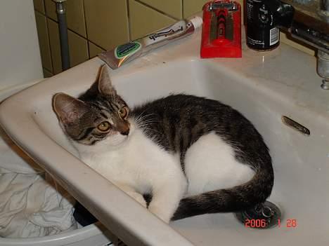 Blanding af racer skævben - rart med en lur.... billede 6