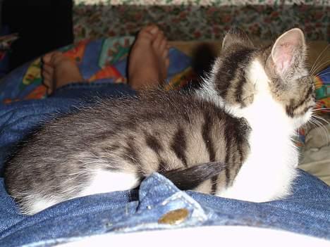 Blanding af racer skævben billede 7