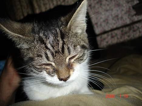 Blanding af racer skævben billede 8