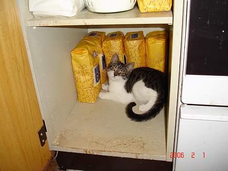 Blanding af racer skævben - her er da meget rart.... billede 9