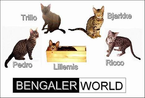 Bengal Trillo - Hele bengaler familien. billede 17