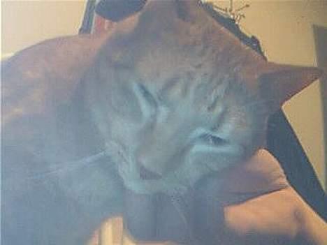 Blanding af racer Bamse (R.I.P) billede 10