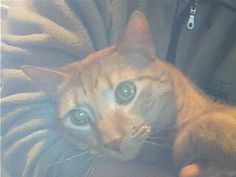 Blanding af racer Bamse (R.I.P) billede 11