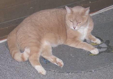 Blanding af racer Flemming R.I.P. - Hmm de vil åbenbart ikke lukke mig ud, så jeg venter da bare.. billede 3