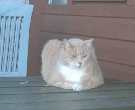 Blanding af racer Flemming R.I.P. - Mit elskede havebord!!! billede 4