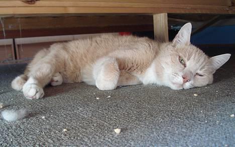 Blanding af racer Flemming R.I.P. - 2/4-07 billede 5