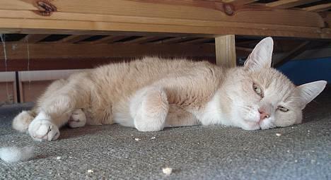 Blanding af racer Flemming R.I.P. - Uhh det er hårdt at være en gammel dreng.. 2/4-07 billede 6