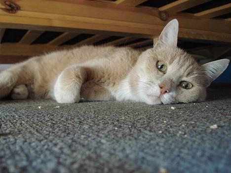 Blanding af racer Flemming R.I.P. - 2/4-07 billede 7