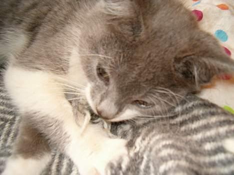 Blanding af racer Sweety - min dejlige sweety  billede 1