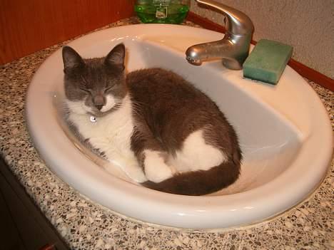 Blanding af racer Sweety - man kan ikke ligge bedre !  billede 2