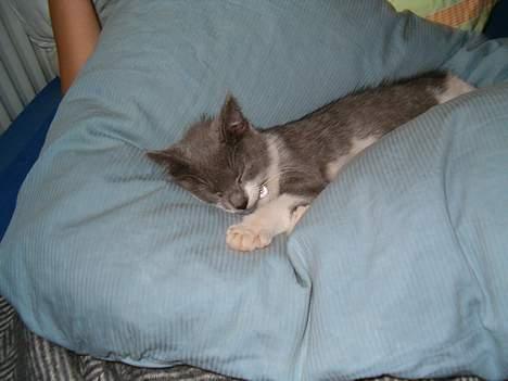 Blanding af racer Sweety - nusse nusse. sweety som lille  billede 3