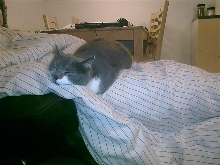 Blanding af racer Sweety - min skønne kat <3 billede 4