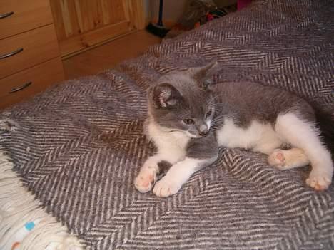 Blanding af racer Sweety - sweety slapper af. sweety som lille  billede 5