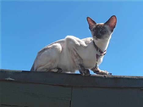 Siameser Kulle  billede 8