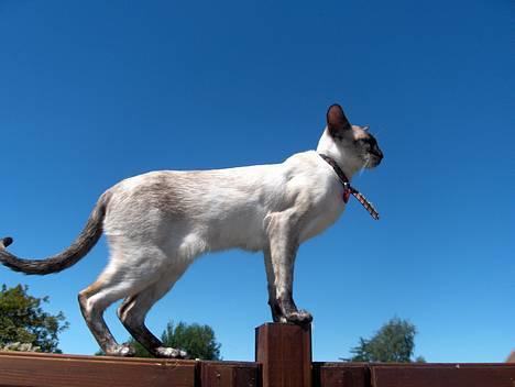 Siameser Kulle  billede 10