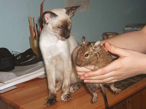 Siameser Kulle  - Kulle ser en degu for første gang  billede 11