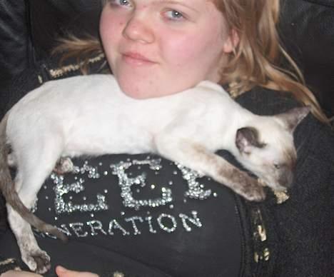 Siameser Kulle  - Nabo Pernille med den lille søde Kulle mis billede 12