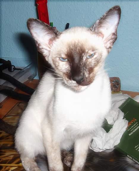 Siameser Kulle  billede 13