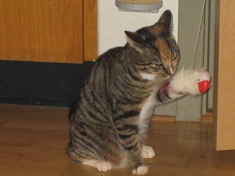 Blanding af racer Gucci - Mmmmm... Smager godt! billede 14