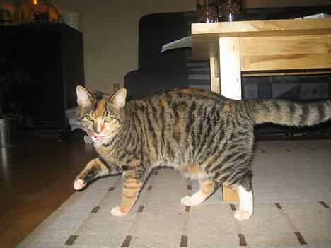 Blanding af racer Gucci - Hov... Kom du der mis?? billede 15