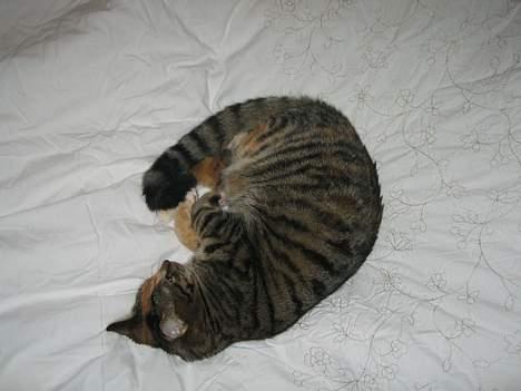 Blanding af racer Gucci - ZzZzZzZzZzZzZzZ........... billede 16